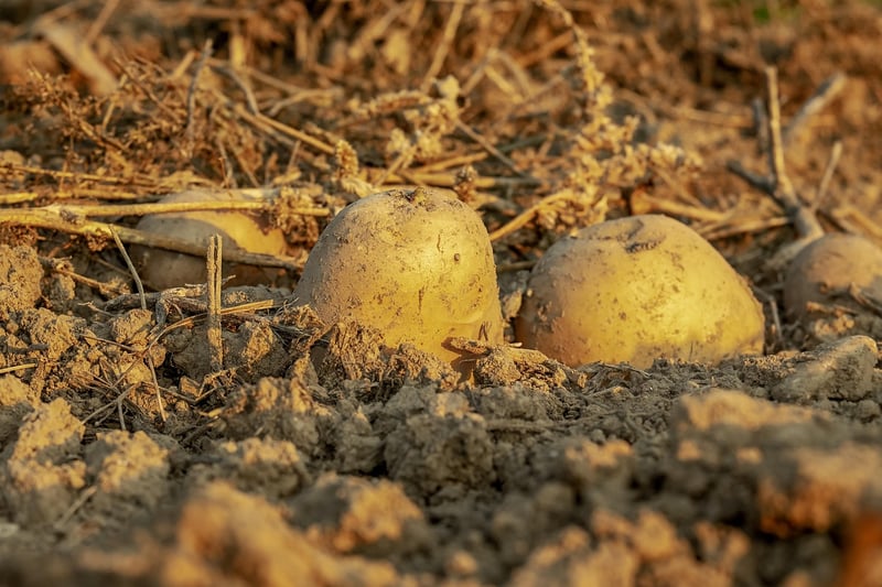 Soil Nutrients